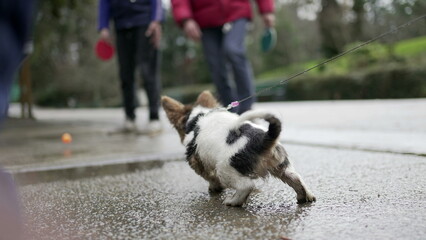 Puppy dog on a leash outside at park