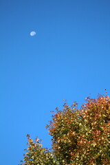 Autumn Leaves Changing Colors Moon Sky