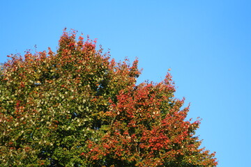 Autumn Leaves Changing Colors in Ohio