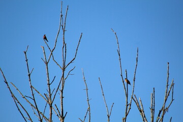 Birds Close Up Silhouette Branch Sky