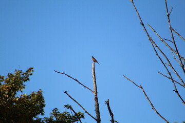 Bird Close Up Silhouette Branch Sky