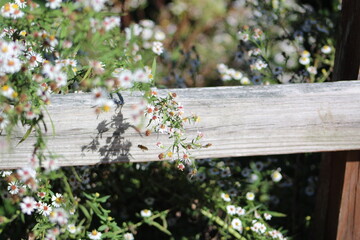 Garden Flowers Bright Candid Focus