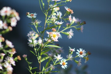 Garden Flowers Bright Candid Focus