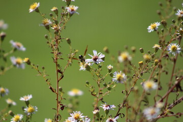 Garden Flowers Bright Candid Focus