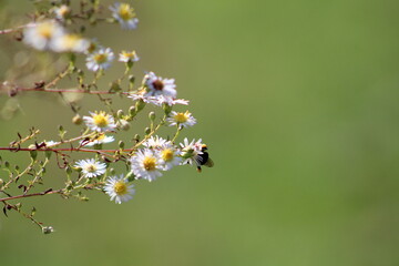 Garden Flowers Bright Candid Focus
