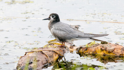 grey heron on the beach