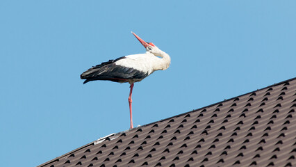 stork on the roof