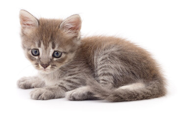 Kitten on white background.