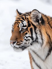 Fototapeta premium Tiger portrait, winter snow, wildlife, close-up, nature, zoo animal, big cat