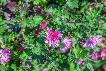pink chrysanthemums bloom in the garden