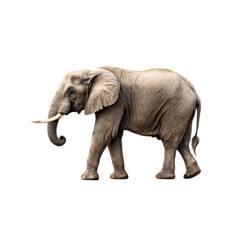 Obraz premium Majestic Elephant in Profile: Witness the grace and power of a magnificent elephant in a captivating profile, showcasing its impressive tusks and textured skin, a symbol of the wild.