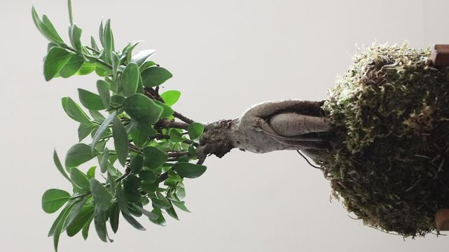 Kokedama ficus plant tree on white neutral background. Plant with kokedama style. Close-up of a small green plant growing from a textured branch against a neutral background