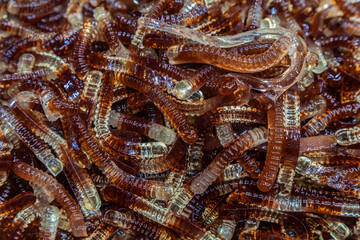 delicious marmalade in the form of worms for children. multi-colored marmalade. sugarless sweetness. gelatin candies close-up.