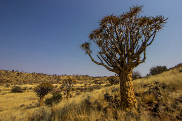 A large quiver tree growing in the dry grasslands surrounding Keetmans hoop in Namibia