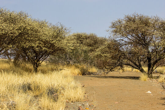 A thicket of black thorn acacia shrubs (Acacia mellifera) in full bloom on a clear sunny spring day, in the Keetmanshoop region of Namibia