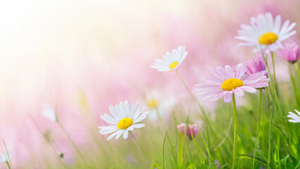 spring flowers in a field