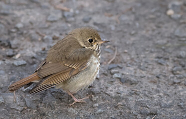 hermit thrush bird sitting on rock and fluffing feathers to preserve heat in winter (Catharus guttatus in prospect park, brooklyn, new york city, united states of america, north northern hemisphere)