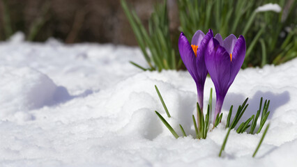Naklejka premium spring crocus flowers in the snow