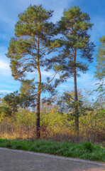 Autumn pine trees in forest. Beautiful nature park landscape.