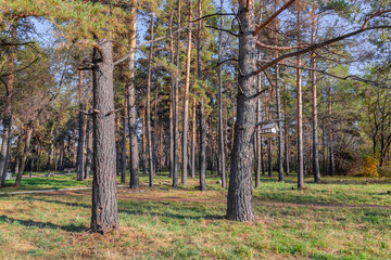 Fototapeta premium tree trunks in a pine forest. landscape