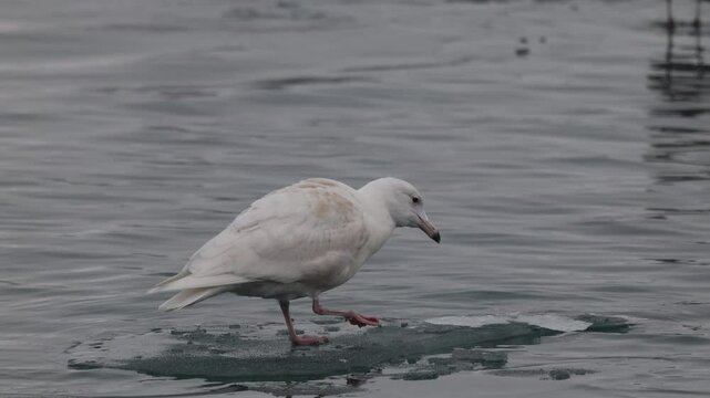 Closeup footage of Glaucous Gull on a river stream looking for a hunt