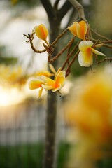 frangipani flowers on a branch
