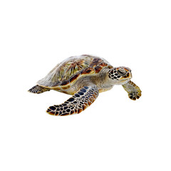 Fototapeta premium Sea Turtle Grace: A detailed close-up reveals a majestic sea turtle, its shell adorned with intricate patterns, swimming effortlessly in the clear ocean.