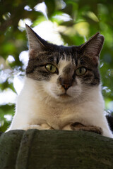 Obraz premium 森の中で灯籠の上でちょこんと香箱座りしてるキジトラ柄とぶち猫柄の野良猫