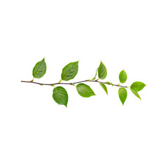Obraz premium Green Twig with Fresh Leaves: A delicate twig with lush, vibrant green leaves extends gracefully, radiating the essence of springtime growth and rejuvenation. The soft.