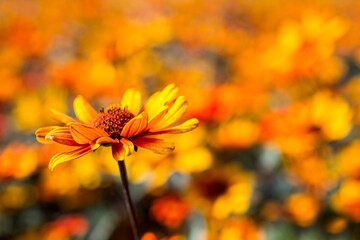 rudbeckia flowers in the garden - soft focus
