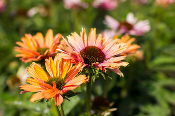 rudbeckia flowers in the garden - soft focus