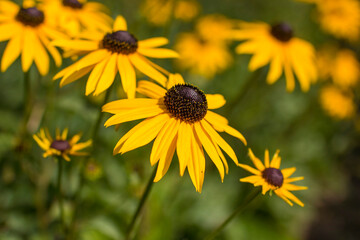 Flowers - Rudbeckia fulgida or Goldsturm in full bloom in the garden.