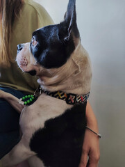 Boston Terrier, attentive and vigilant in the care of his home and his owners