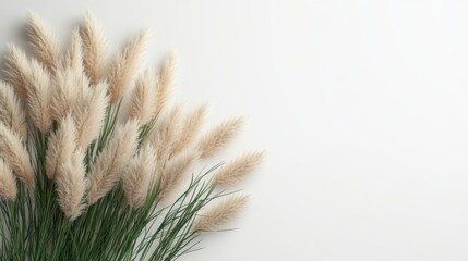 Soft Pampas Grass Arrangement on White Background for Interior Design
