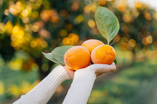 persimmon fruits in hands of a woman