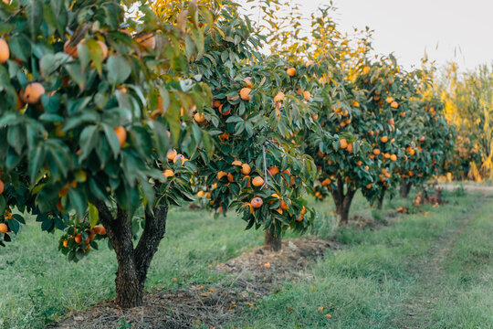 persimmon orchard in november in Spain