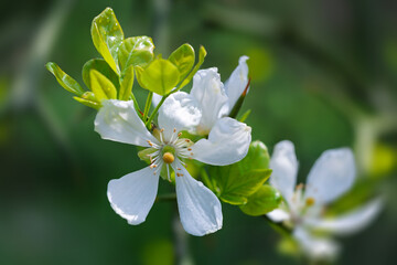 Delicate white flowers of trifoliate orange bloom amid lush greenery in springtime