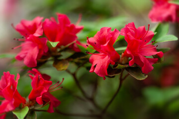 Fototapeta premium Bright red azalea flowers bloom in a spring garden filled with vibrant greenery and life
