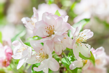 Delicate spring blossoms creating a serene and vibrant floral backdrop