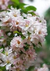 Beautiful spring blossoms in a natural floral background with delicate pink hues