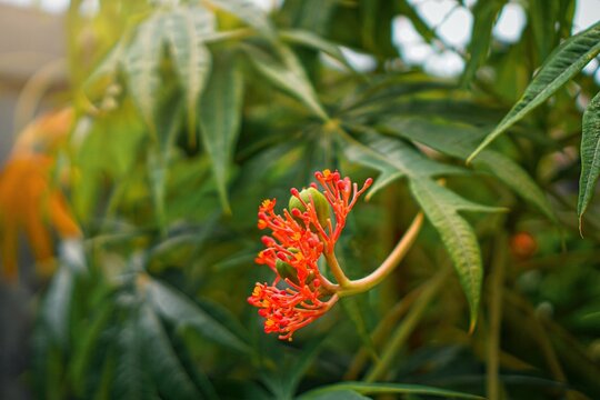 red jatropha and yellow flower