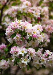Fototapeta premium Delicate pink and white apple blossoms in full bloom create cheerful spring charm