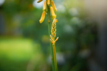 aloe vera plant flower