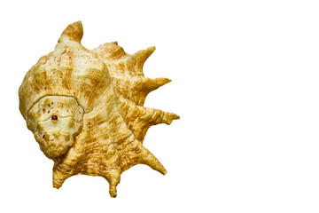 Large ancient sea shell from clam on white