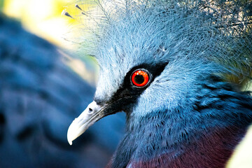 Victorian Crowned Pigeon