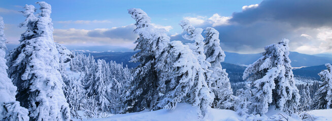 Verschneite Tannen im Winter am Großen Arber, Naturpark Bayerischer Wald, Winterlandschaft, Bayern, Deutschland, Panorama 