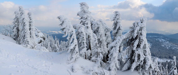 Verschneite Tannen im Winter am Großen Arber, Naturpark Bayerischer Wald, Winterlandschaft, Bayern, Deutschland, Panorama 