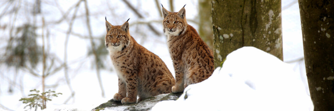 Eurasische Luchs oder Nordluchs (Lynx lynx) zwei Jungtiere sitzen im Schnee, Panorama 