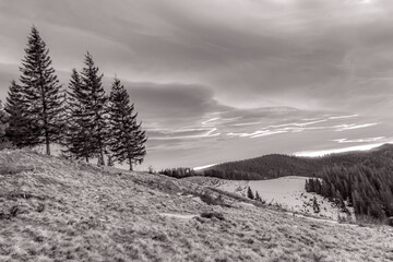 Landscapes - Forest - Europe, Romania, Suceava region 