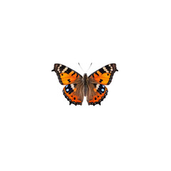 Obraz premium Small Tortoiseshell Butterfly: A vibrant Small Tortoiseshell butterfly with its characteristic orange and black wings, delicately perched, showcasing intricate details of its pattern and texture. 